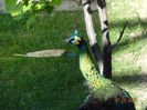 DSC09849