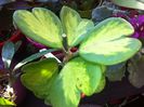 kerrii inter variegata