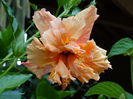 DSC03755