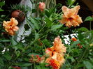 DSC03754