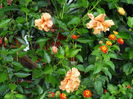 DSC03752
