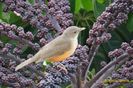 Turdus_rufiventris-Moema-SP-BR-1-4-13-ASilveira