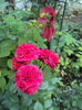 DSC05175