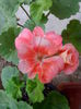 IMG_20150825_093613