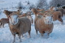 Polled Dorsets in zapada