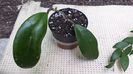 hoya bicolor