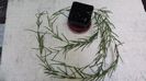 hoya linearis