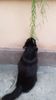 tot hoya linearis