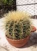 Echinocactus grusoni