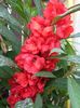 impatiens balsamite