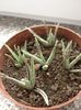 Aloe?