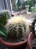 Echinocactus grusoni