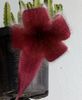 Stapelia grandiflora