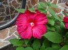 IMG_20150826_085358