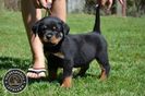 pui_rottweiler_c_03_orig