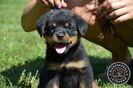 pui_rottweiler_c_08_orig