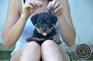 pui_rottweiler_c_12_orig