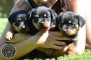 pui_rottweiler_c_16_orig