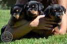 pui_rottweiler_c_17_orig