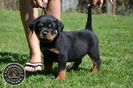 Rottweiler de vanzare