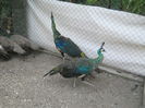 Picture 018
