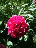 Paeonia officinalis fl.pl.