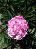 Paeonia lactiflora "Sarah Bernhardt"
