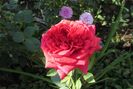 lami-des-jardins(Guillot)
