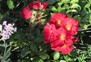 Bienenweide Rot