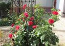 Out of Rosenheim