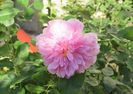 Harlow Carr