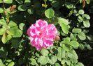 England s Rose