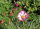 cosmos