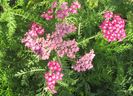 achillea paprika