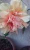 20150826_191722