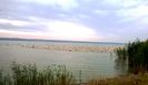 Cârd de pelicani pe Lacul Brateș