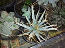 502 Leuchtenbergia pricipis