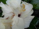 SAM_9075