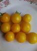 cherry pitice de ghiveci(20 cm inaltime)