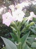 tutun
