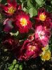 20150828_083208[1]