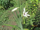 gladiole stelare