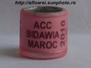 acc bidawia maroc 2010