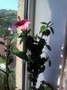 IMG_20150816_094605