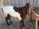 Kamori capre din Arabia cu urechile lungi de tot