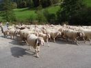 La drum lung cu oile Bergschaf