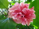 DSC03290