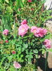 IMG_20150829_112740
