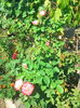 IMG_20150829_112749