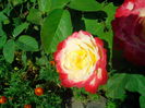 IMG_20150829_112825